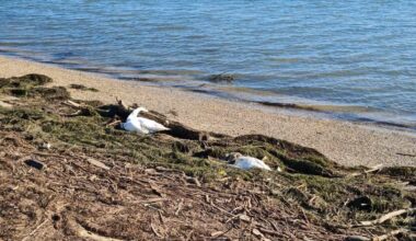 Influenza aviaria, impennata di casi: Asugi mette in guardia