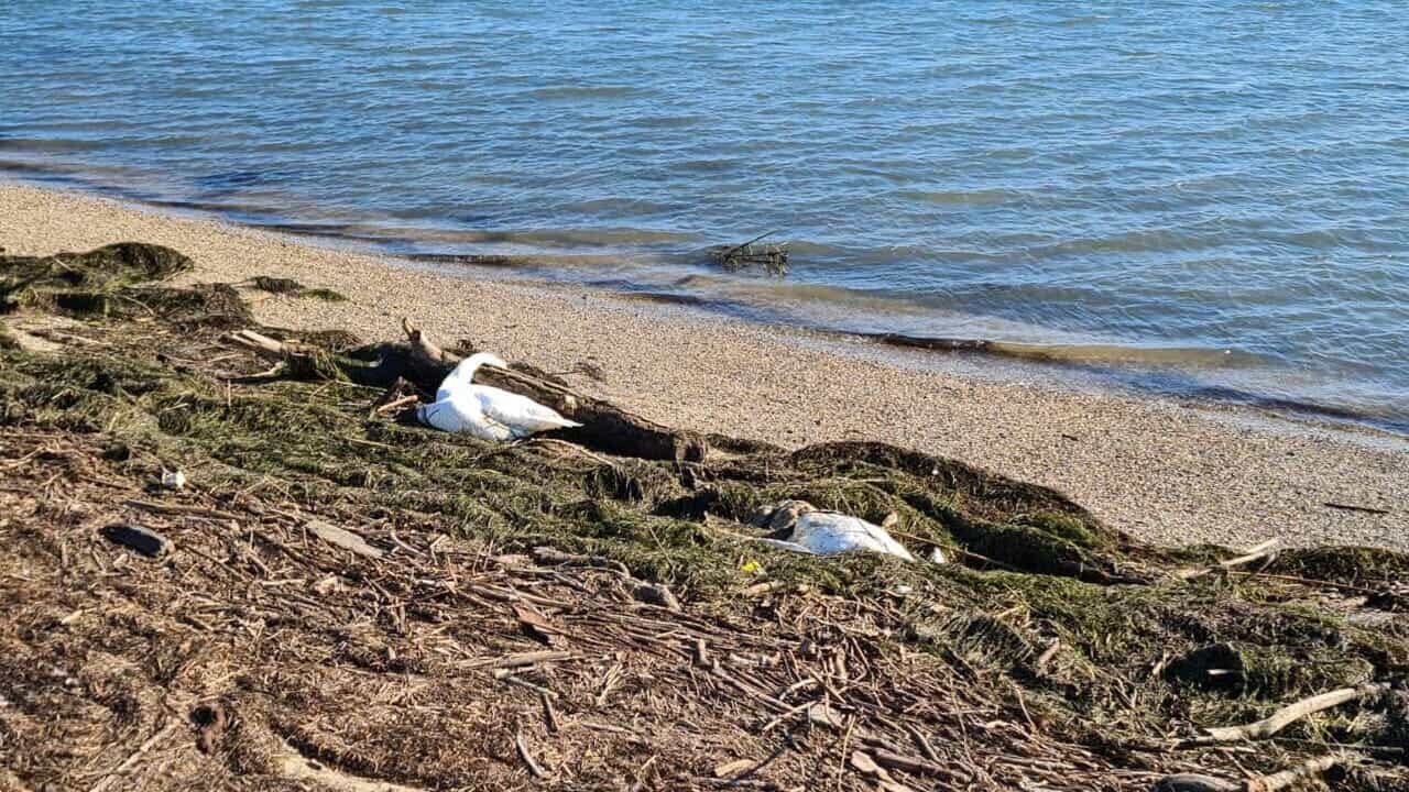 Influenza aviaria, impennata di casi: Asugi mette in guardia