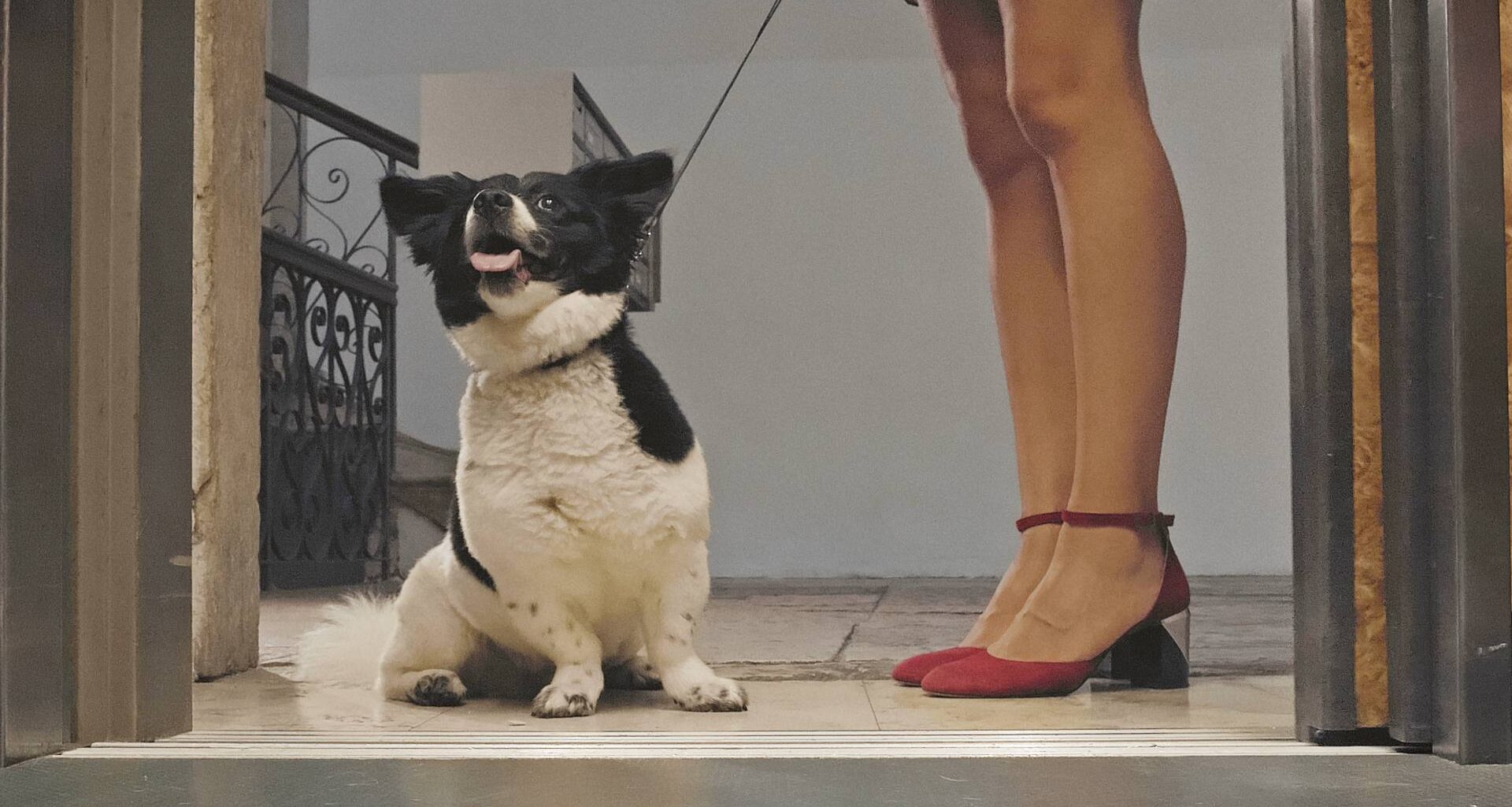 Amore Cane: il corto WeShort da vedere su Comingsoon.it