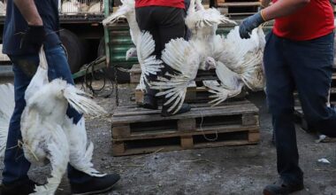 focolaio di aviaria in un allevamento di tacchini