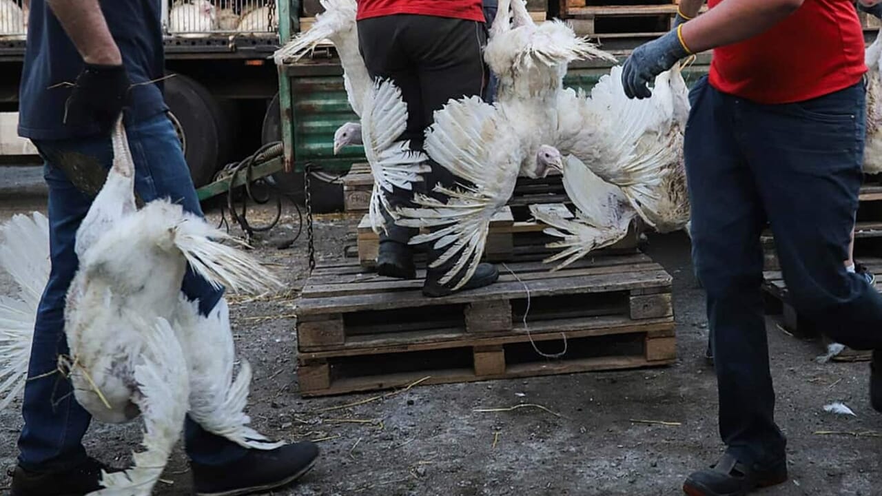 focolaio di aviaria in un allevamento di tacchini