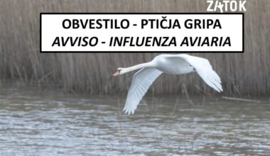 L'influenza aviaria arriva anche in Istria: l'avviso della riserva naturale