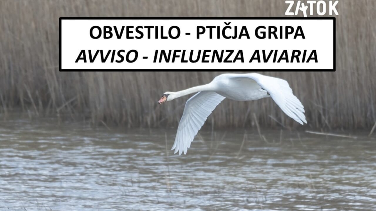 L'influenza aviaria arriva anche in Istria: l'avviso della riserva naturale