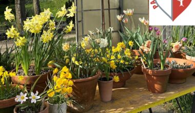 I bulbi da piantare a novembre per avere l’inverno fiorito in casa: dai tulipani ai profumati giacinti