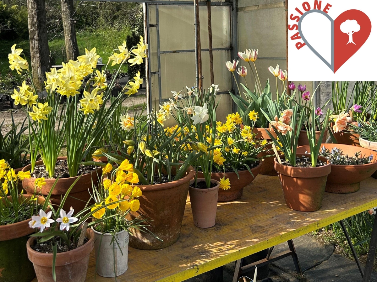 I bulbi da piantare a novembre per avere l’inverno fiorito in casa: dai tulipani ai profumati giacinti