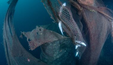 Una rete fantasma di oltre una tonnellata recuperata nei fondali di Genova