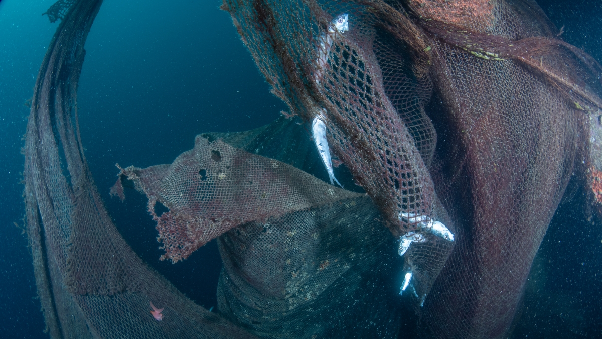 Una rete fantasma di oltre una tonnellata recuperata nei fondali di Genova