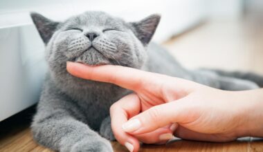 Come si accarezza un gatto? Dove è meglio farlo? Come superare la diffidenza? I consigli di Andrea Mancino