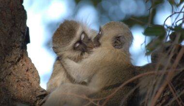 Il primo bacio sulle labbra è stato dato 21 milioni di anni fa: perché è un «enigma evolutivo»
