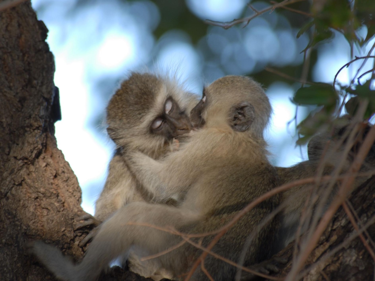 Il primo bacio sulle labbra è stato dato 21 milioni di anni fa: perché è un «enigma evolutivo»