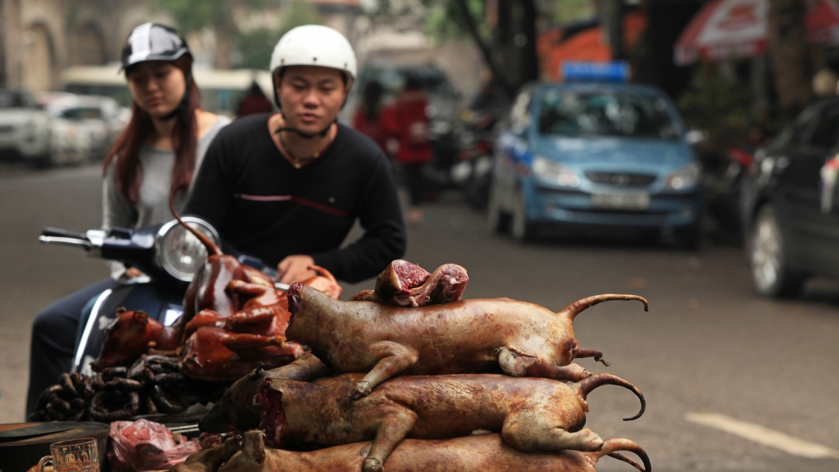 «Dio ha creato il cane affinché fosse mangiato». In Indonesia il fronte del no al divieto deciso da Giacarta