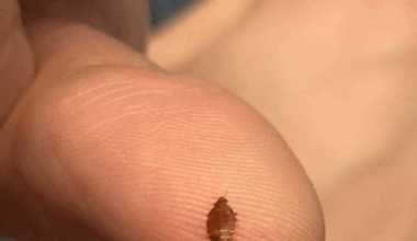 Parigi, torna l'allarme cimici dei letti: poltrone infestate, chiuse le sale della Cinémathèque. «Il mio amico aveva i jeans chiari e ha visto delle piccole macchie muoversi»