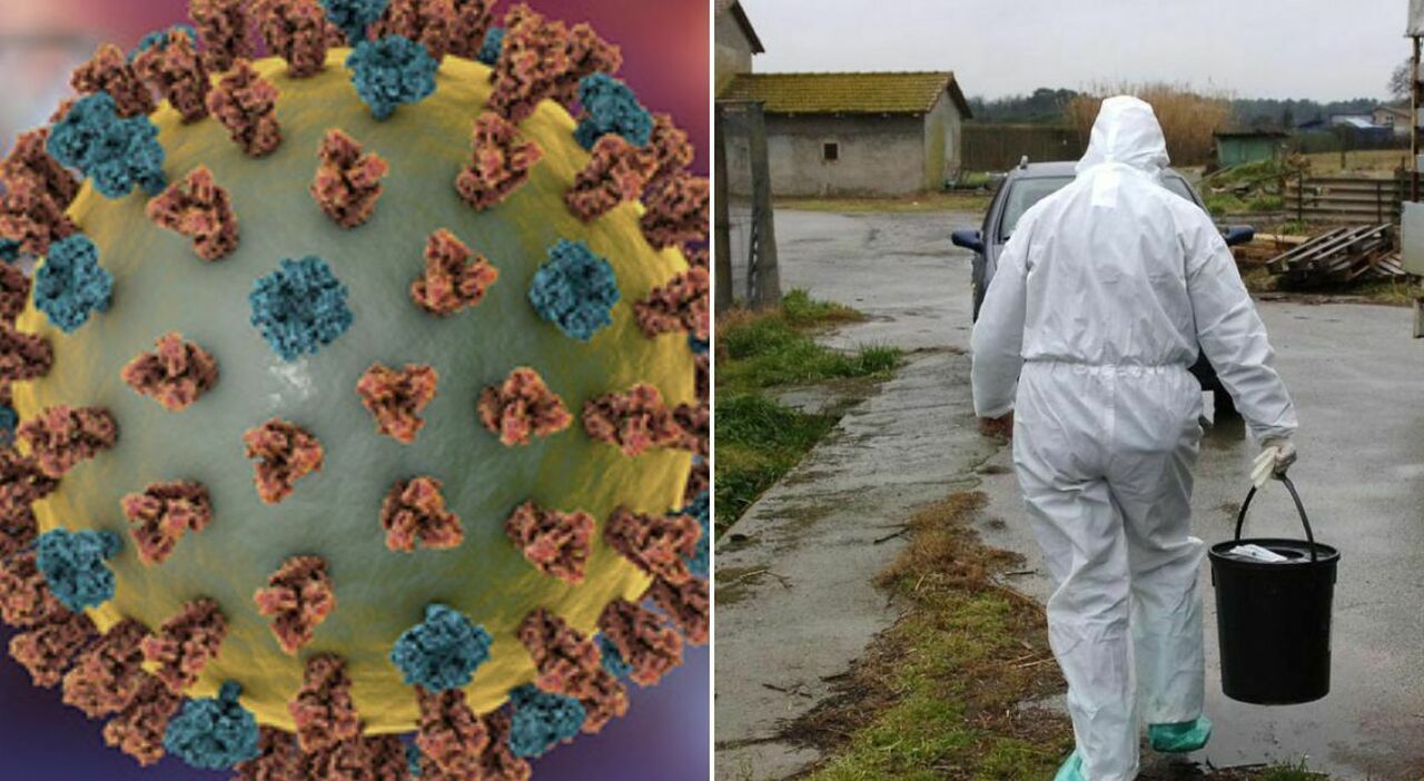 Aviaria, morto uomo contagiato da raro ceppo mai segnalato prima negli umani. Sintomi del virus e come difendersi