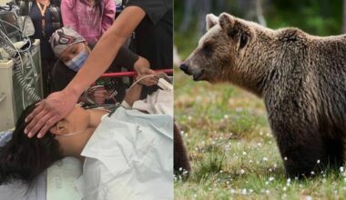 Orso aggredisce scolaresca in gita, un morto e 11 feriti. A una bimba applicati oltre 100 punti di sutura