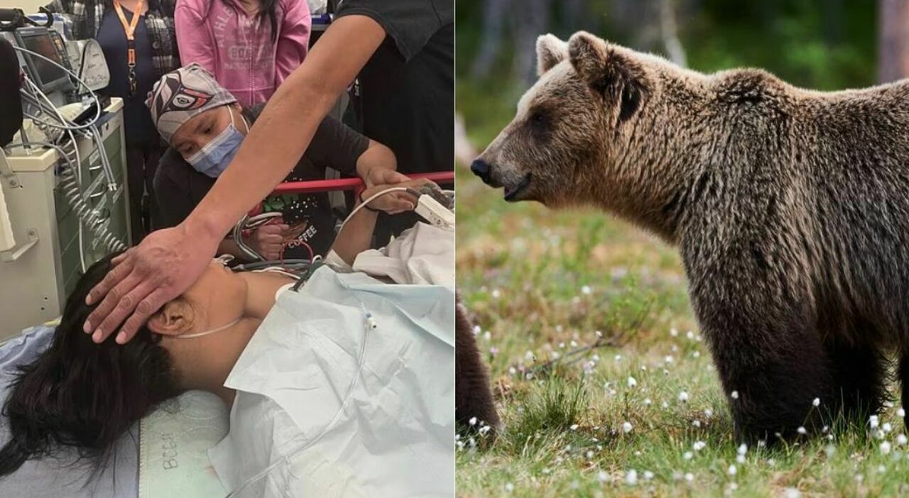 Orso aggredisce scolaresca in gita, un morto e 11 feriti. A una bimba applicati oltre 100 punti di sutura