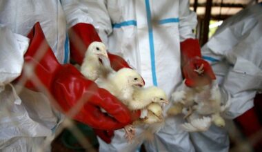 Aviaria, nuovo misterioso ceppo mai registrato prima negli esseri umani: un morto