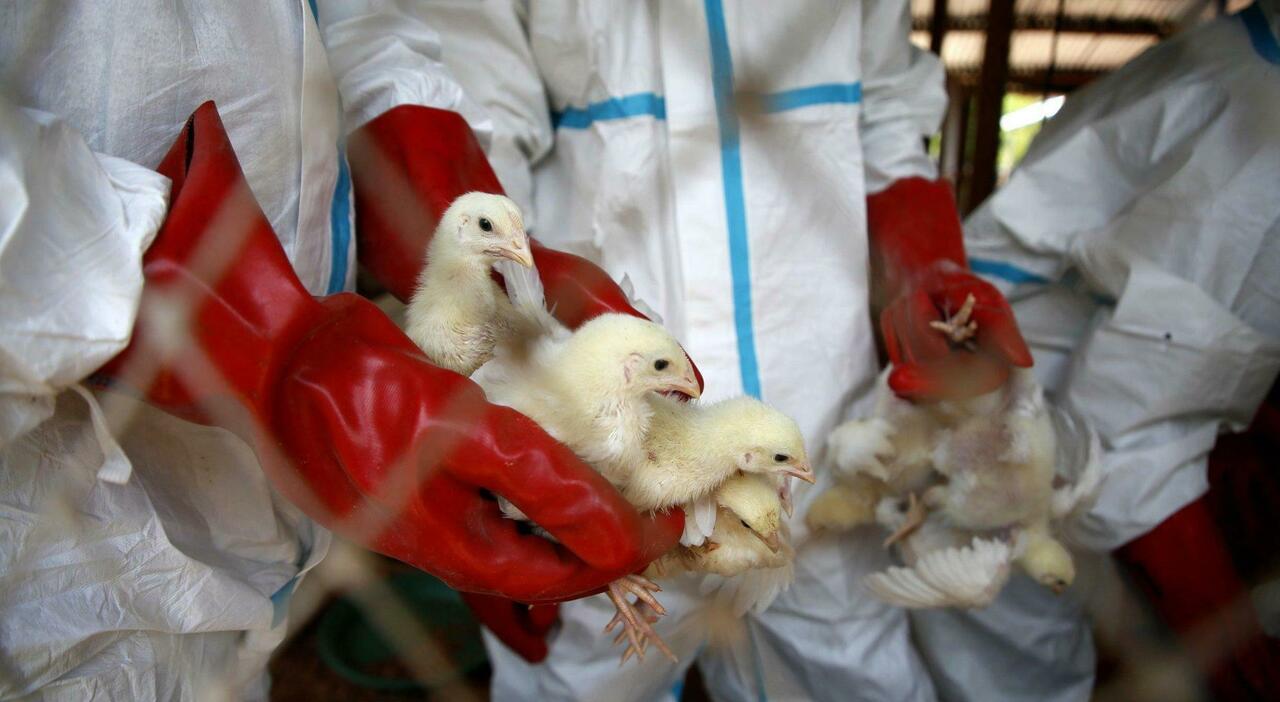 Aviaria, nuovo misterioso ceppo mai registrato prima negli esseri umani: un morto