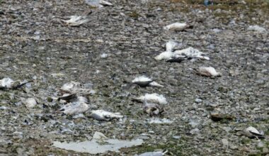 «Questi virus resistono alla febbre». Il rischio pandemia e i focolai in Europa