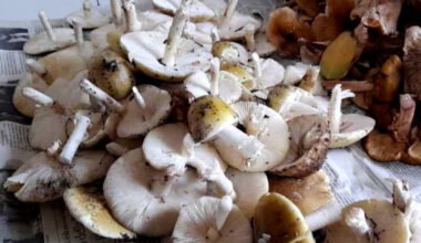 Funghi quantitativo raccolto vibo