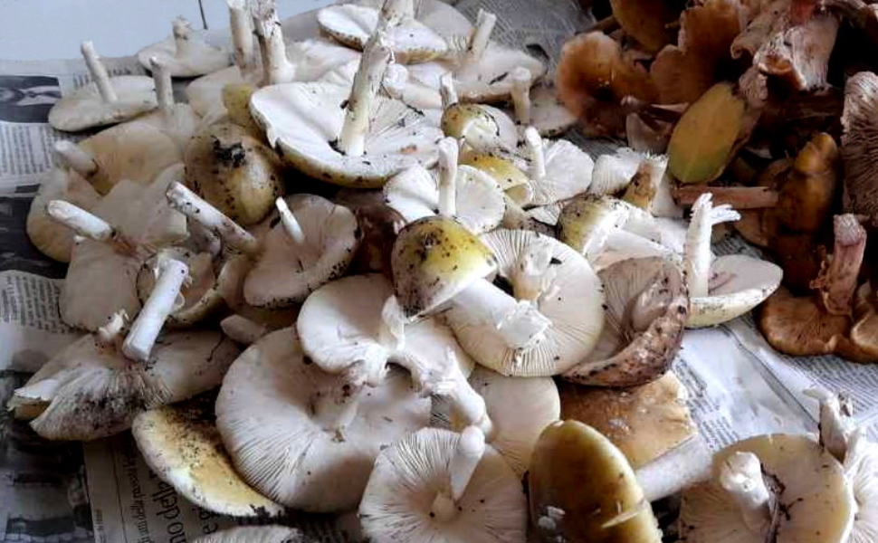 Funghi quantitativo raccolto vibo