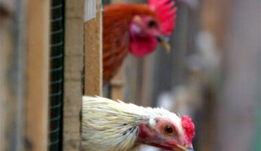 Torna l’emergenza aviaria, Ats Insubria terrà sotto controllo gli stabilimenti avicoli del nostro territorio (foto Archivio)