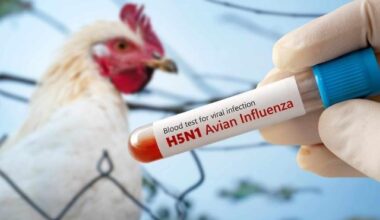 Da metà settimana le aziende in un raggio di dieci chilometri sono monitorate per il rischio di presenza del virus