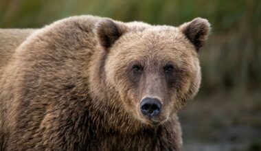Canada, orso grizzly attacca scolaresca in gita nella Columbia Britannica: 11 feriti