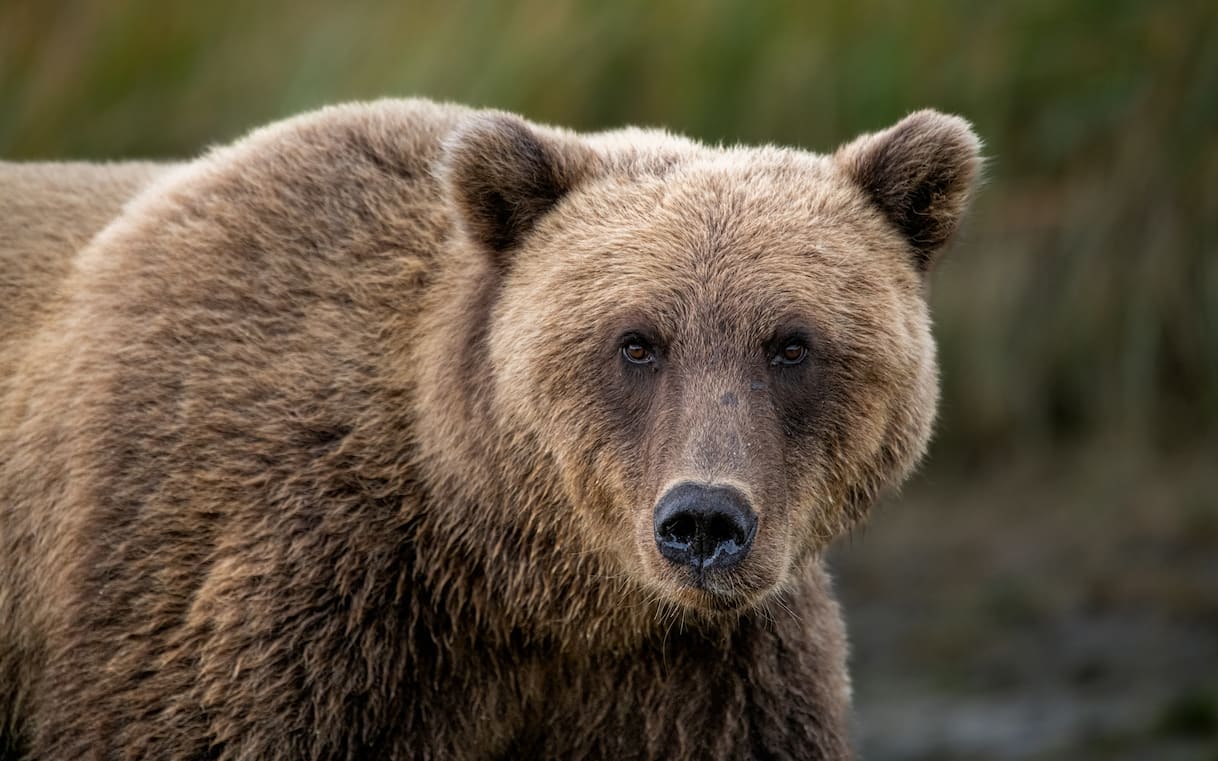 Canada, orso grizzly attacca scolaresca in gita nella Columbia Britannica: 11 feriti