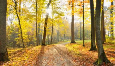 Meteo, arriva l'estate di San Martino: da 3 a 6 gradi sopra la media. Le previsioni - Sky TG24