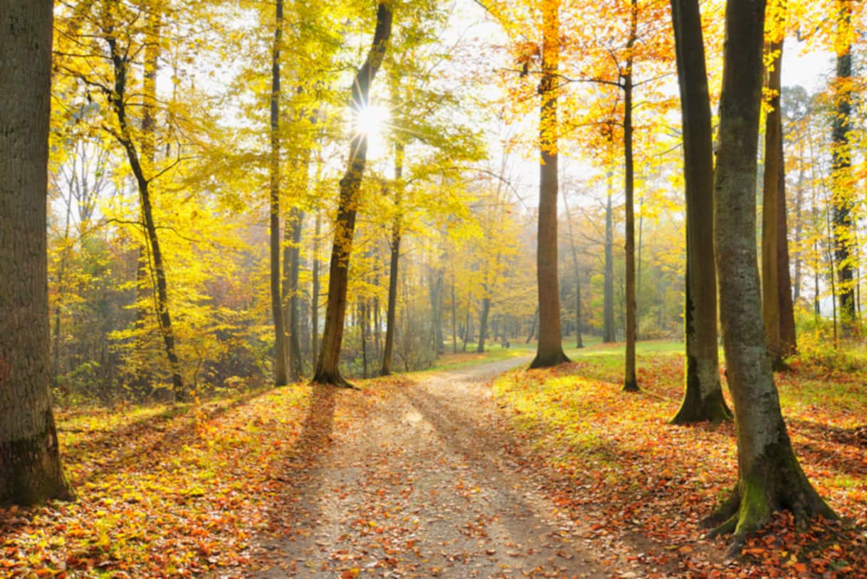 Meteo, arriva l'estate di San Martino: da 3 a 6 gradi sopra la media. Le previsioni - Sky TG24