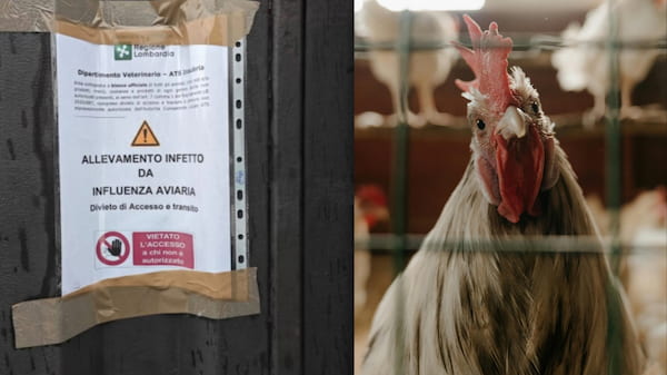 Infezione da influenza aviaria in un allevamento di galline di Olgiate. Scatta l'allerta MALPENSA24