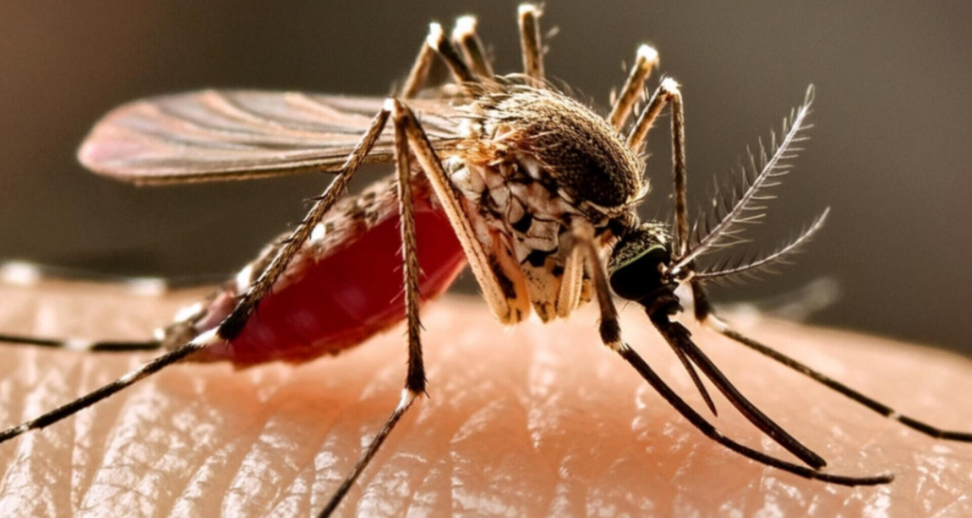 Trovato genoma virus West Nile alla Foce del Sinello: scatta l’avviso del comune di Vasto