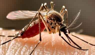 Trovato genoma virus West Nile alla Foce del Sinello: scatta l’avviso del comune di Vasto