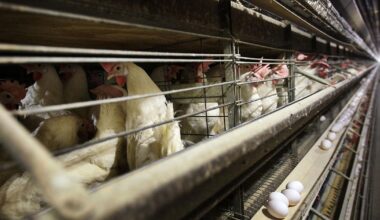 Influenza aviaria H5N1: focolai in aumento nel Nord Italia | Il Fatto Quotidiano