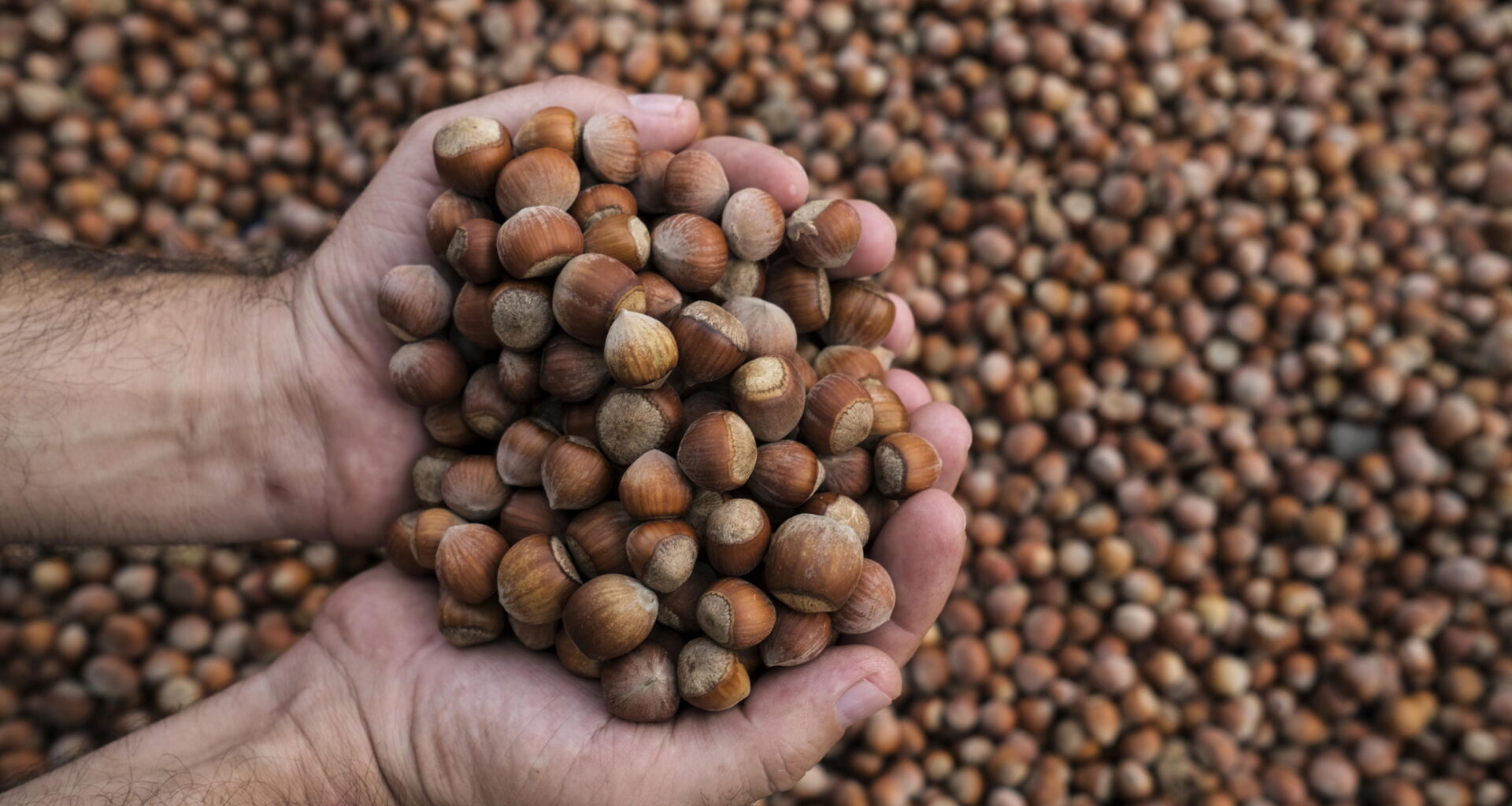 La "guerra" delle nocciole tra Ferrero e la Turchia