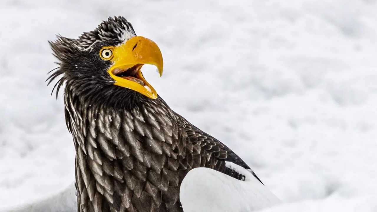 Nikon Comedy Wildlife 2025: le immagini dei finalisti del concorso dove i simpatici animali sono protagonisti - Fotografi Digitali