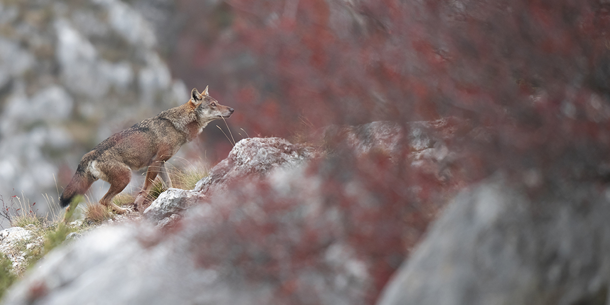 Il fotografo dei lupi si sveglia con la luna