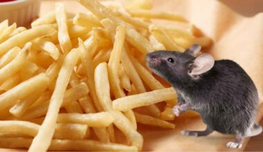 Topo morto nella patatine fritte, clienti del ristoranti costretti alla fuga | Le immagini raccapriccianti