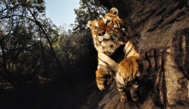 Wild: uno spintone nella natura più selvaggia del fotografo Michael “Nick” Nichols