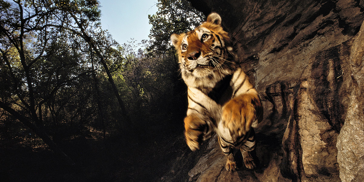 Wild: uno spintone nella natura più selvaggia del fotografo Michael “Nick” Nichols