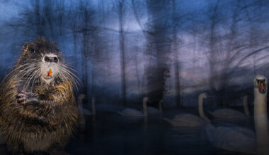 Il meglio del 61° Wildlife Photographer of the Year in mostra a Milano - FOTO Cult