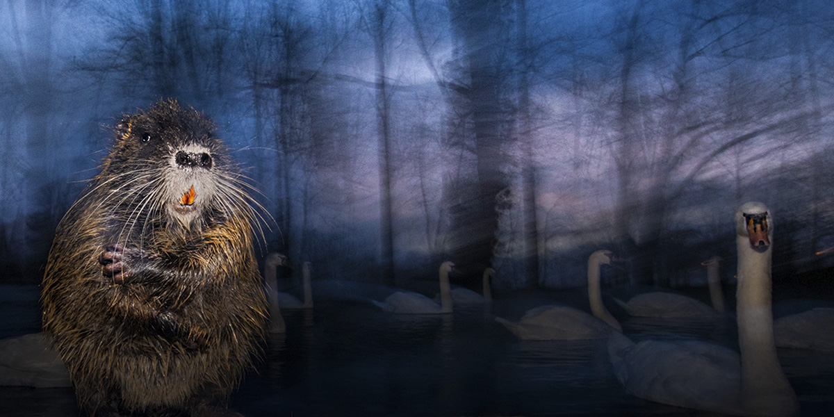 Il meglio del 61° Wildlife Photographer of the Year in mostra a Milano - FOTO Cult