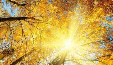 Le sagre e fiere d'autunno da vedere in Italia a novembre 2025