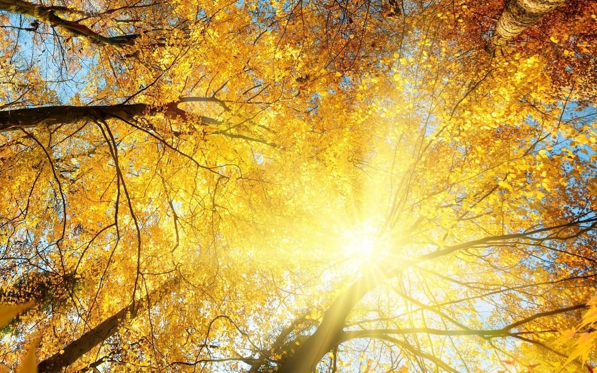 Le sagre e fiere d'autunno da vedere in Italia a novembre 2025