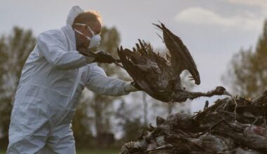 Influenza aviaria, Usa: primo contagio umano negli ultimi 9 mesi. Spagna, divieto di allevamenti… - Il Fatto Quotidiano