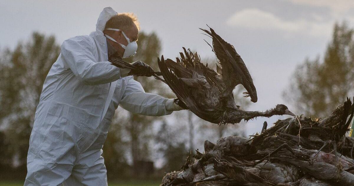 Influenza aviaria, Usa: primo contagio umano negli ultimi 9 mesi. Spagna, divieto di allevamenti… - Il Fatto Quotidiano