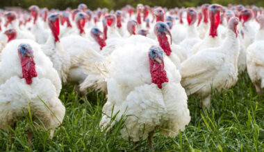 Influenza Aviaria, cresce l'allarme sul territorio