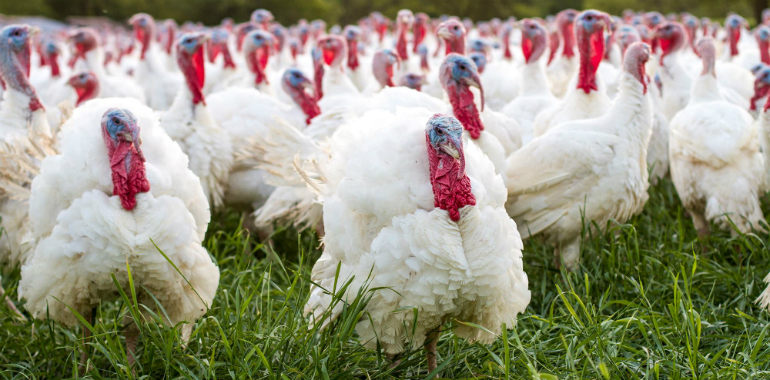Influenza Aviaria, cresce l'allarme sul territorio