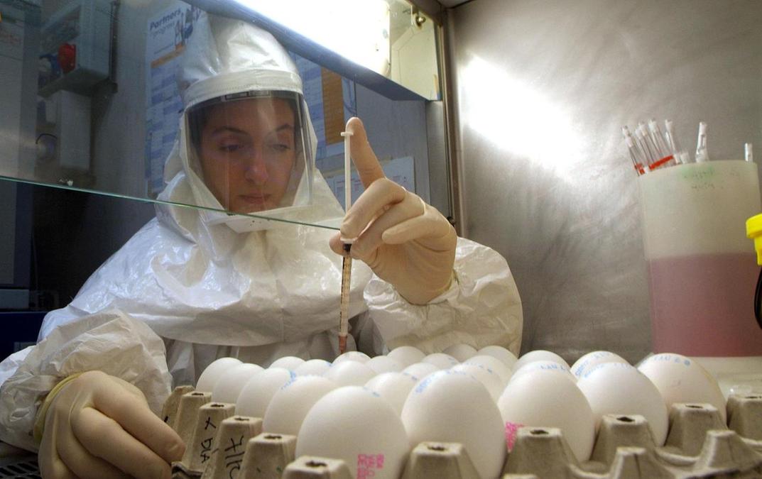 "Abbattuti 150 polli. Controlli a tappeto anche negli stabilimenti vicini"