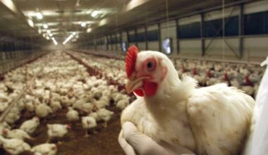 Aviaria, virus a Fontanella. Prevenzione in 34 Comuni